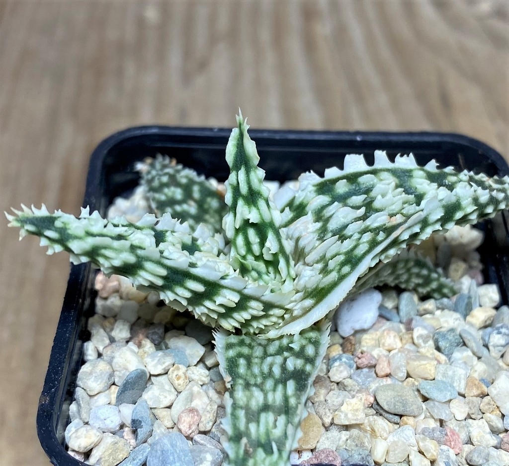 SHPR18250 Aloe TCT hybrid - Зображення 3