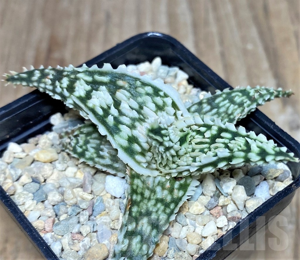 SHPR18250 Aloe TCT hybrid