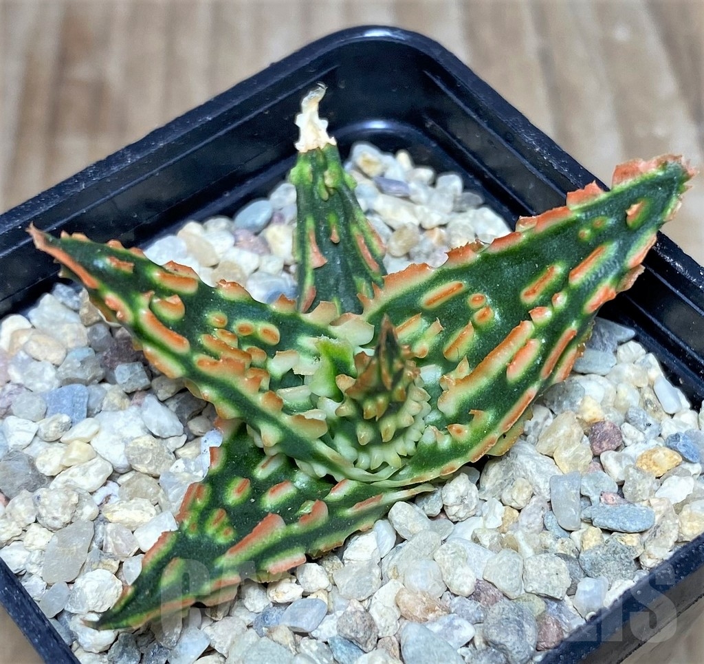 SHPR18251 Aloe TCT hybrid - Зображення 2