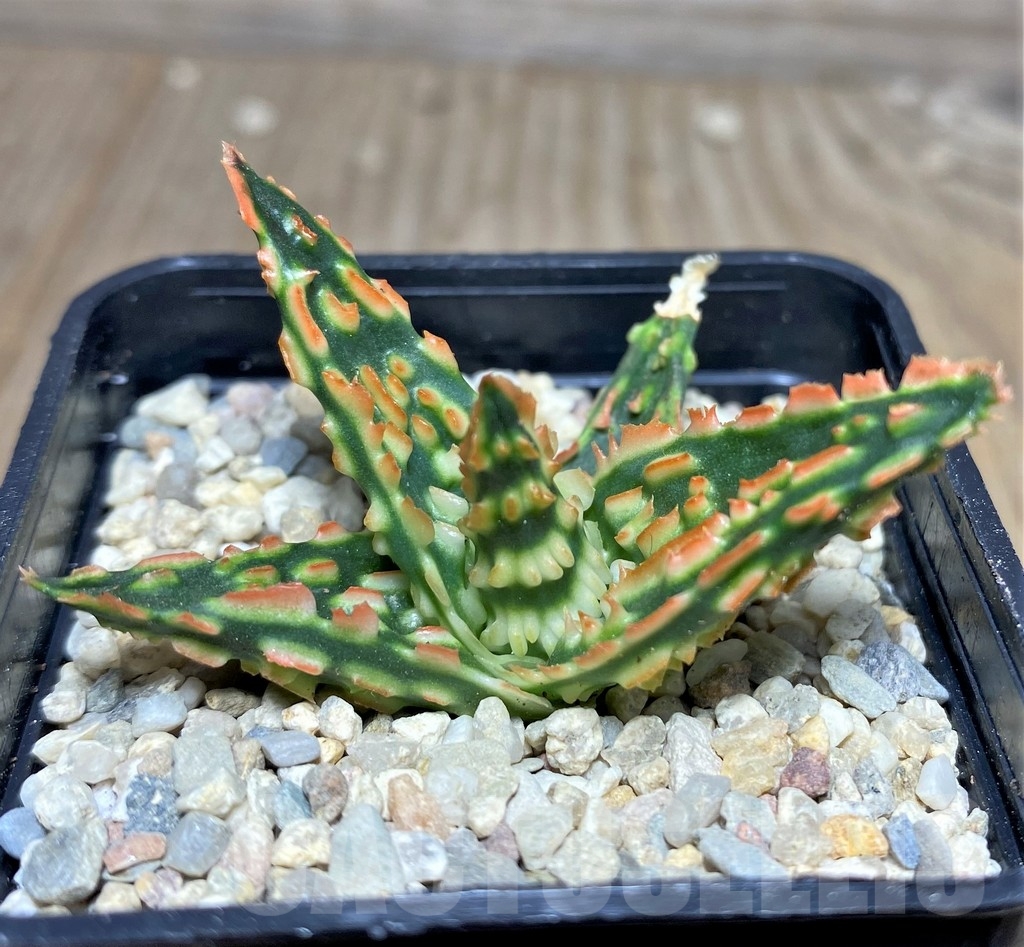 SHPR18251 Aloe TCT hybrid - Зображення 3