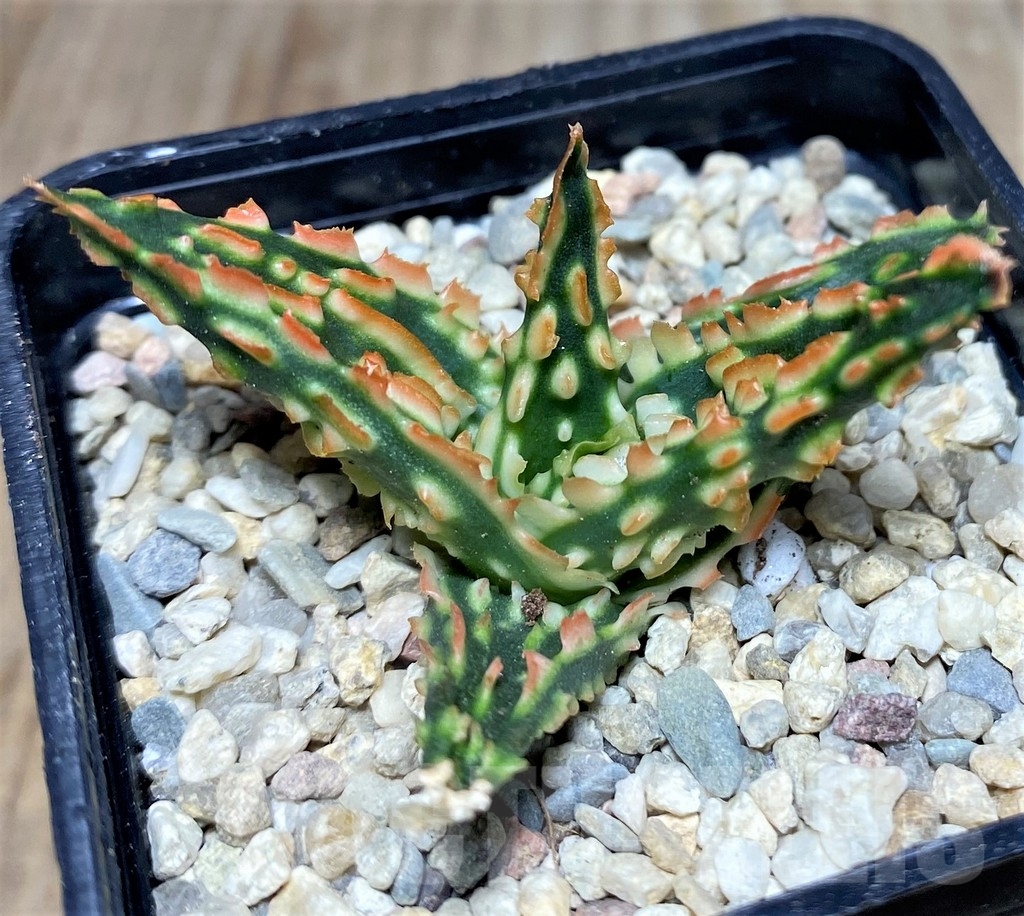 SHPR18251 Aloe TCT hybrid
