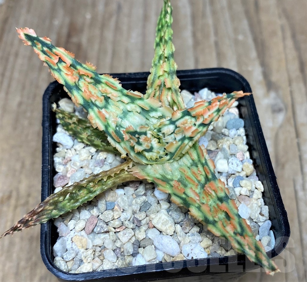 SHPR18253 Aloe TCT hybrid - Obrázek 2