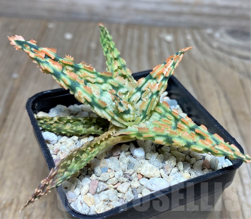 SHPR18253 Aloe TCT hybrid - Obrázek 3