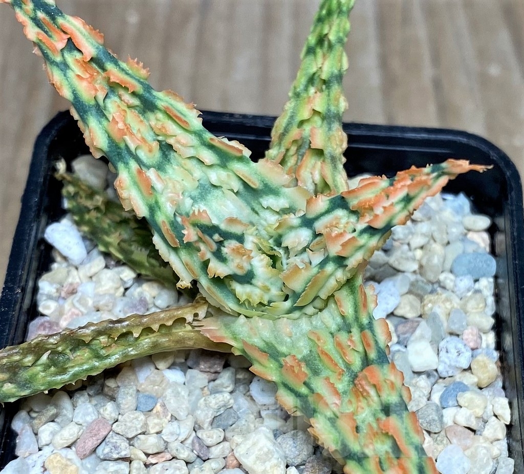 SHPR18253 Aloe TCT hybrid
