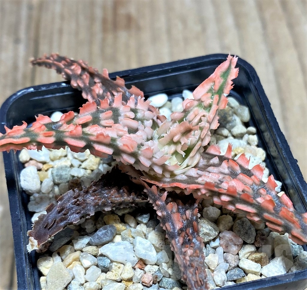 SHPR19841 Aloe TCT hybrid