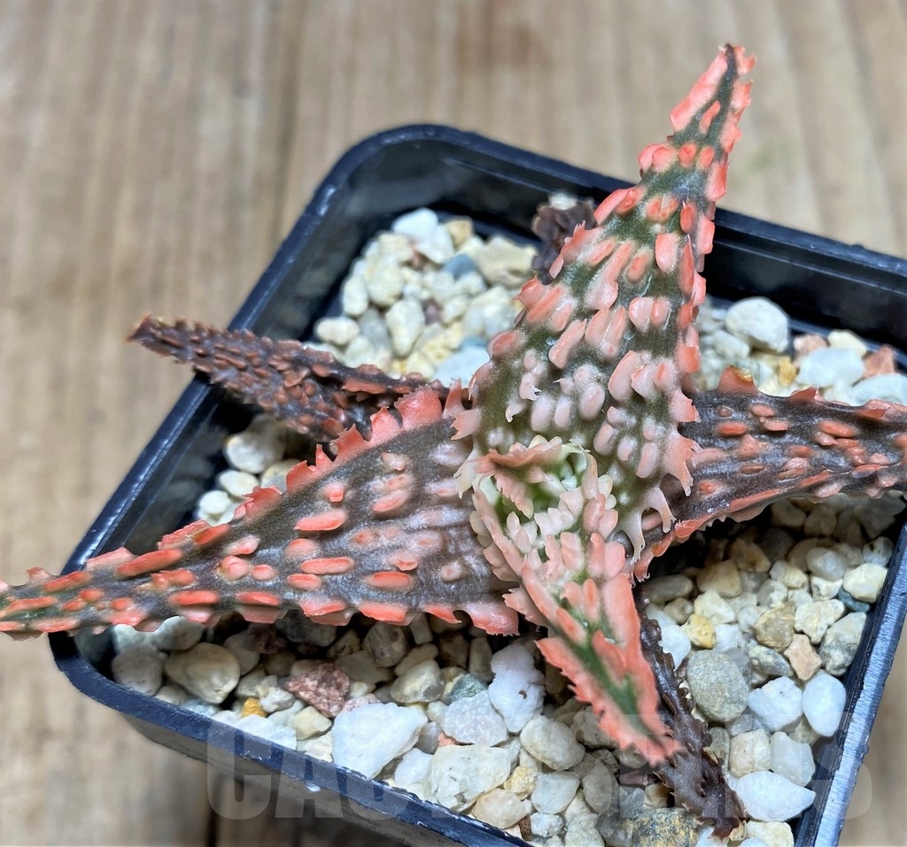 SHPR19841 Aloe TCT hybrid - Imagen 2