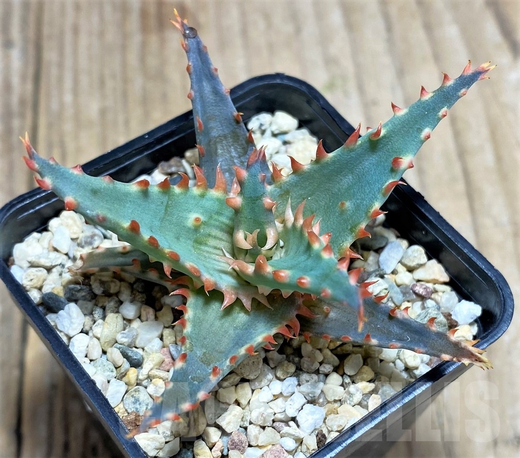 SHPR18856 Aloe TCT hybrid - Imagen 2