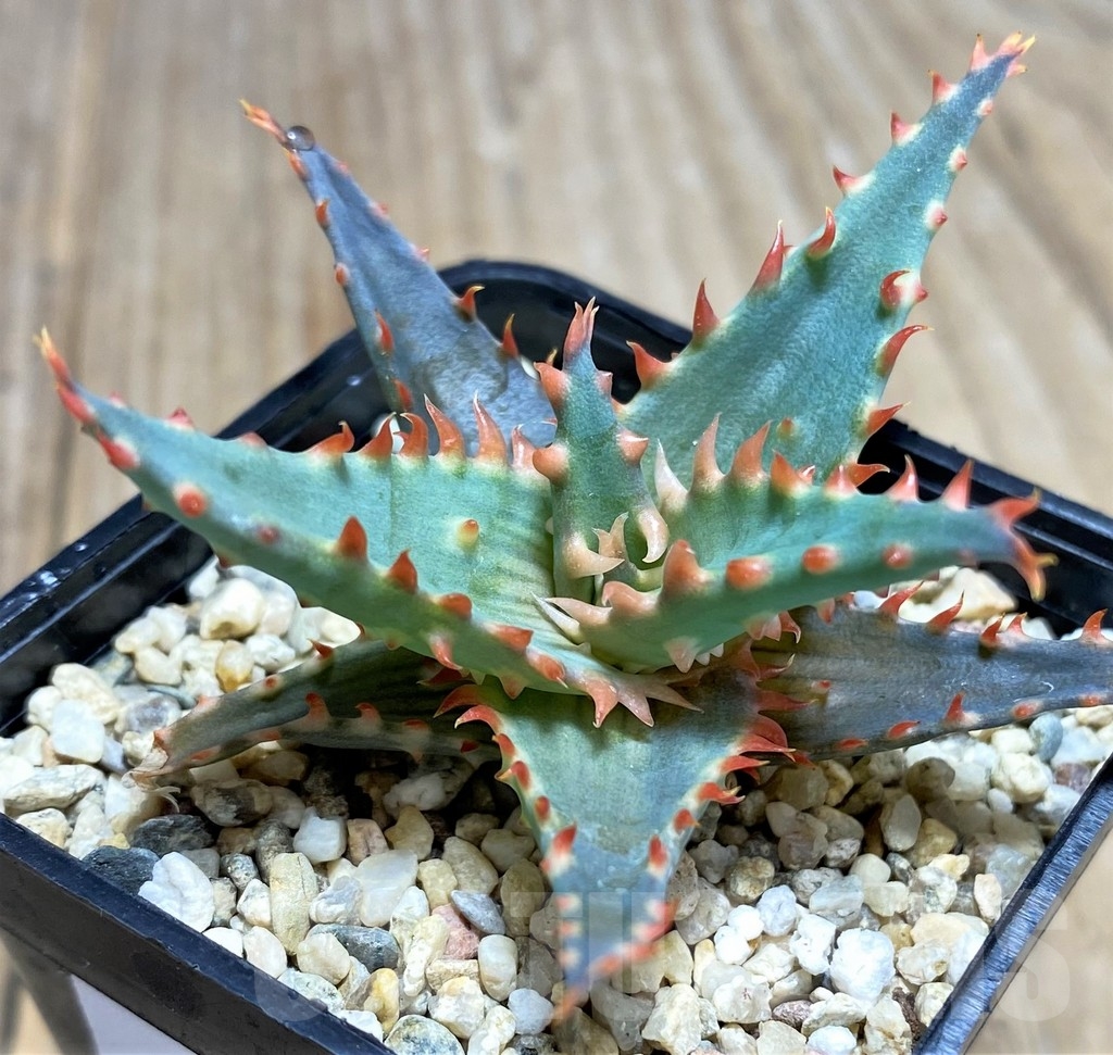 SHPR18856 Aloe TCT hybrid