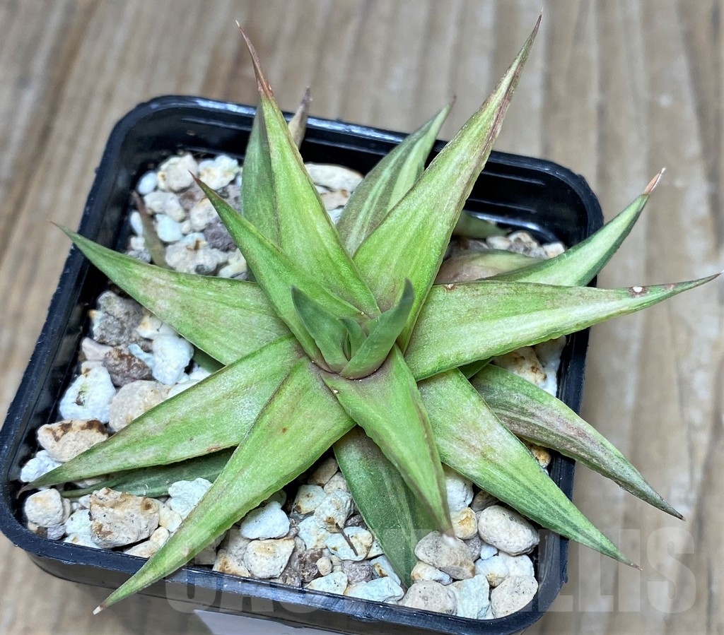 SHPR18265 Haworthia limifolia v. ubomboensis f. variegata