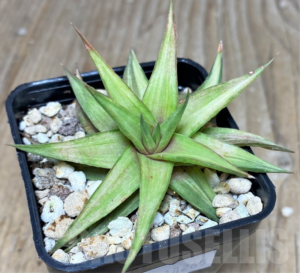 SHPR18265 Haworthia limifolia v. ubomboensis f. variegata - Зображення 2