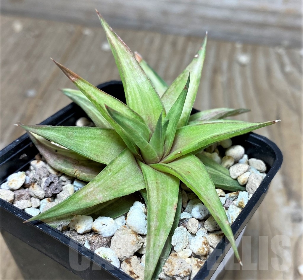 SHPR18265 Haworthia limifolia v. ubomboensis f. variegata - Зображення 3
