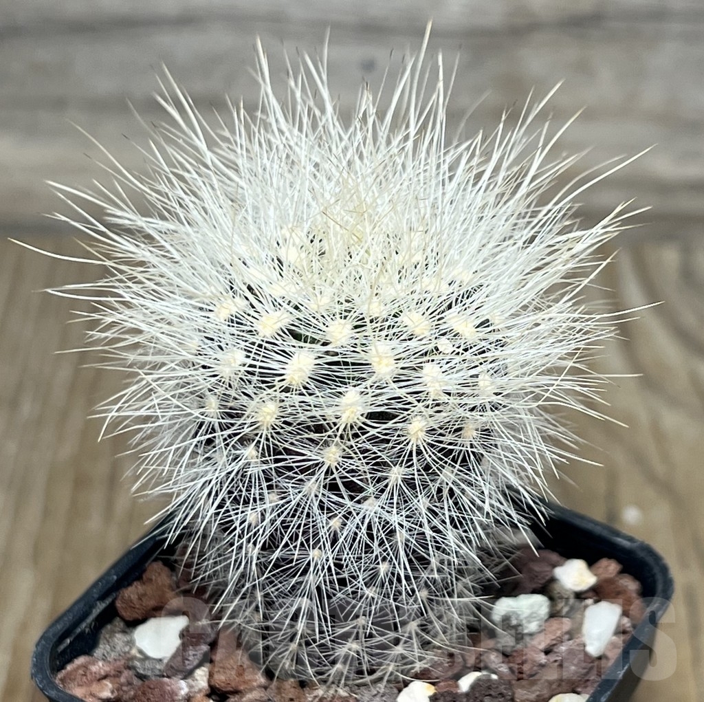 SHPR18928 Neoporteria gerocephala