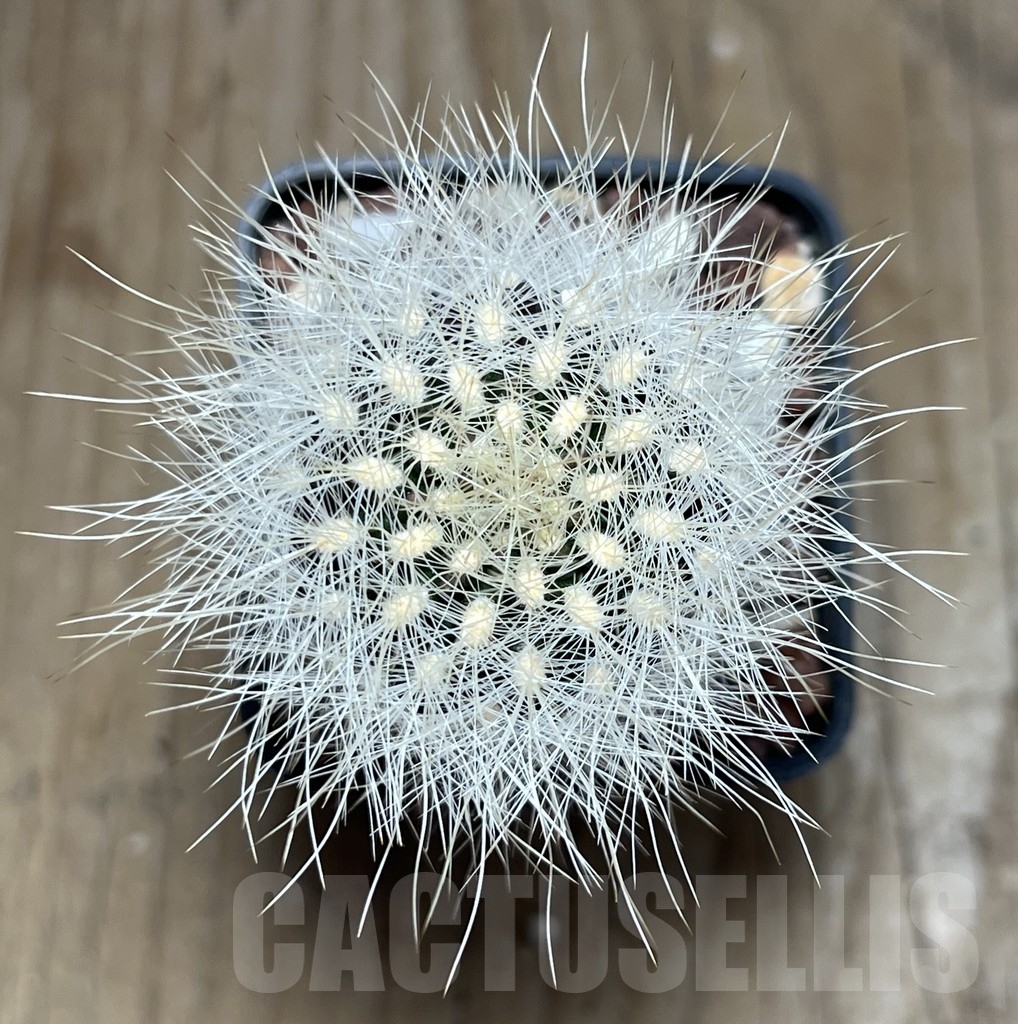 SHPR18928 Neoporteria gerocephala - Image 2