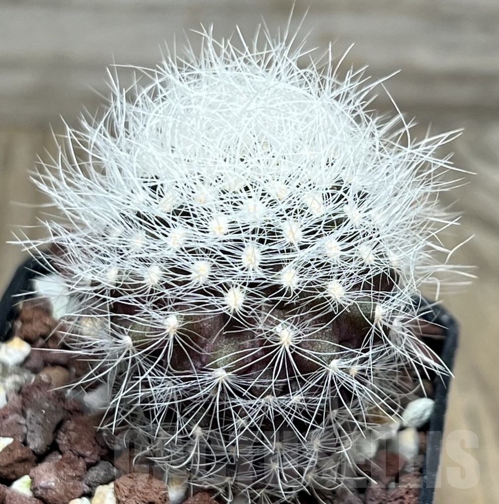 SHPR18929 Neoporteria gerocephala