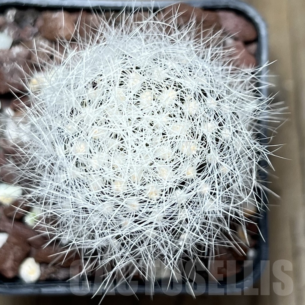 SHPR18929 Neoporteria gerocephala - Image 2