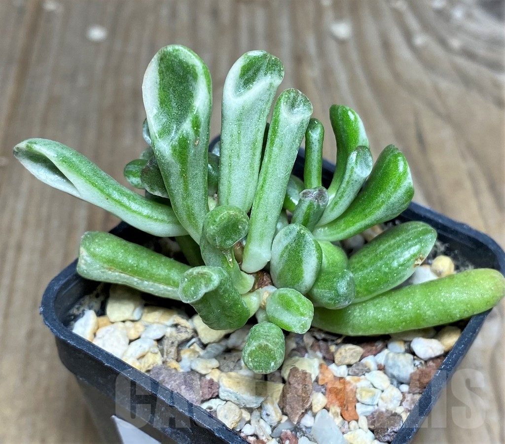 SHPR18268 Crassula ovata 'Gollum' f. variegata