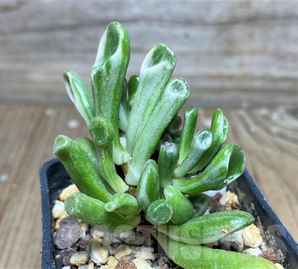 SHPR18268 Crassula ovata 'Gollum' f. variegata – Bild 2