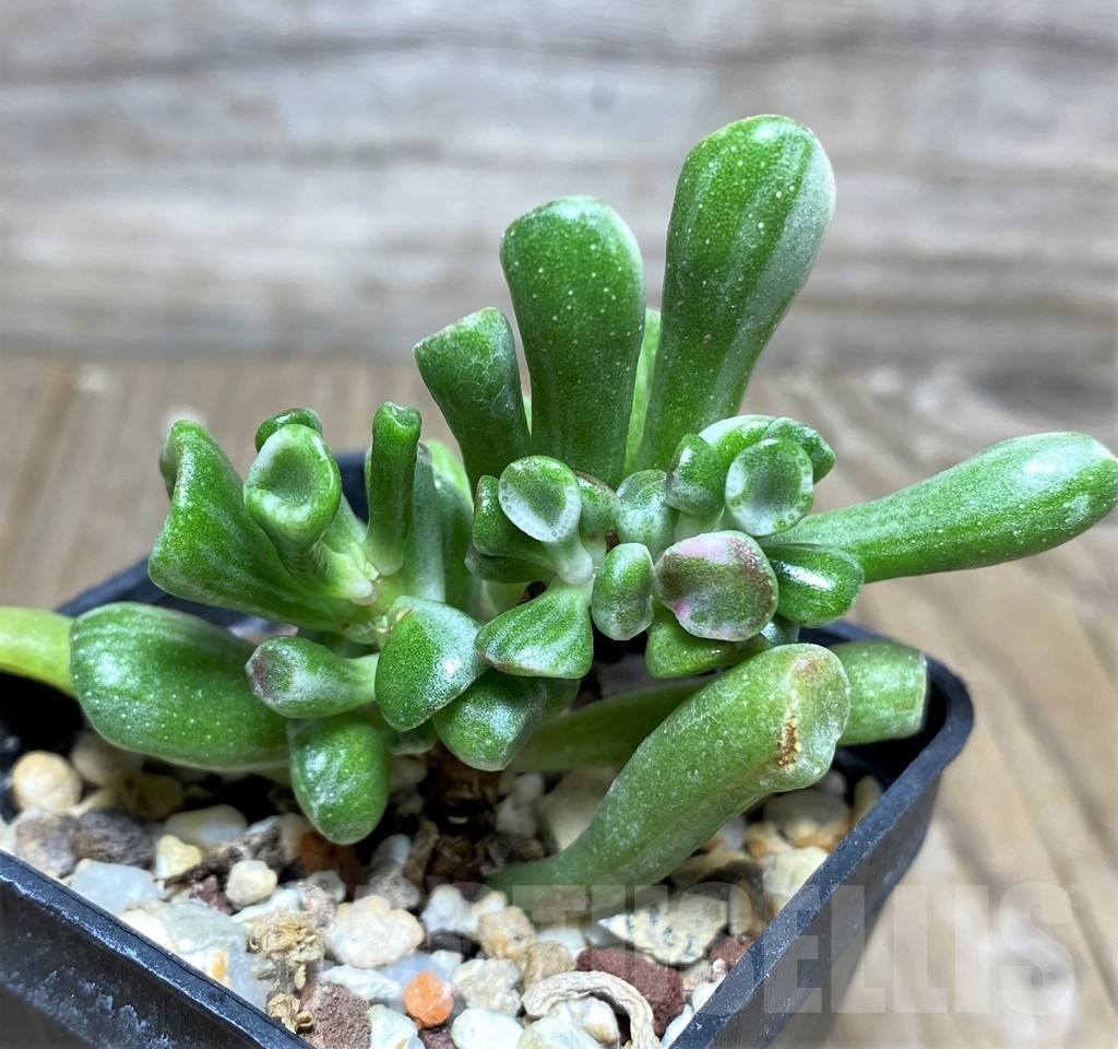 SHPR18268 Crassula ovata 'Gollum' f. variegata – Bild 3