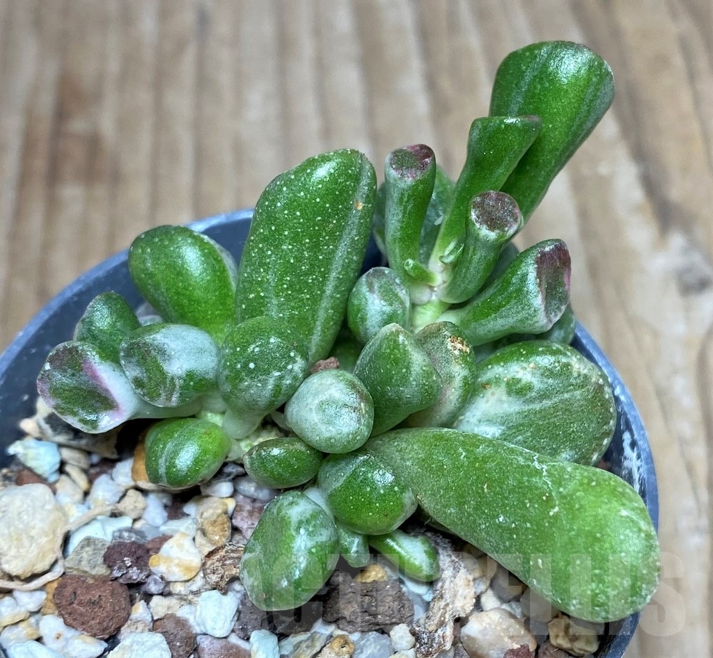 SHPR18269 Crassula ovata 'Gollum' f. variegata
