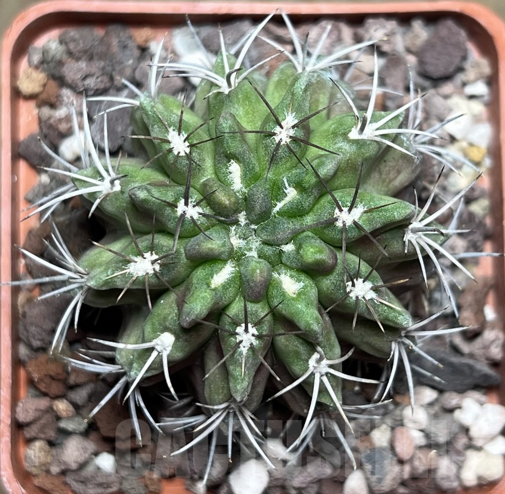 SHPR18931 Neoporteria hankeana ex MG 1031.22 - Image 2