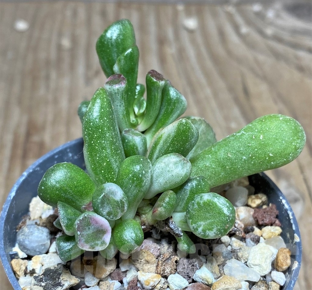 SHPR18269 Crassula ovata 'Gollum' f. variegata - Imagen 2