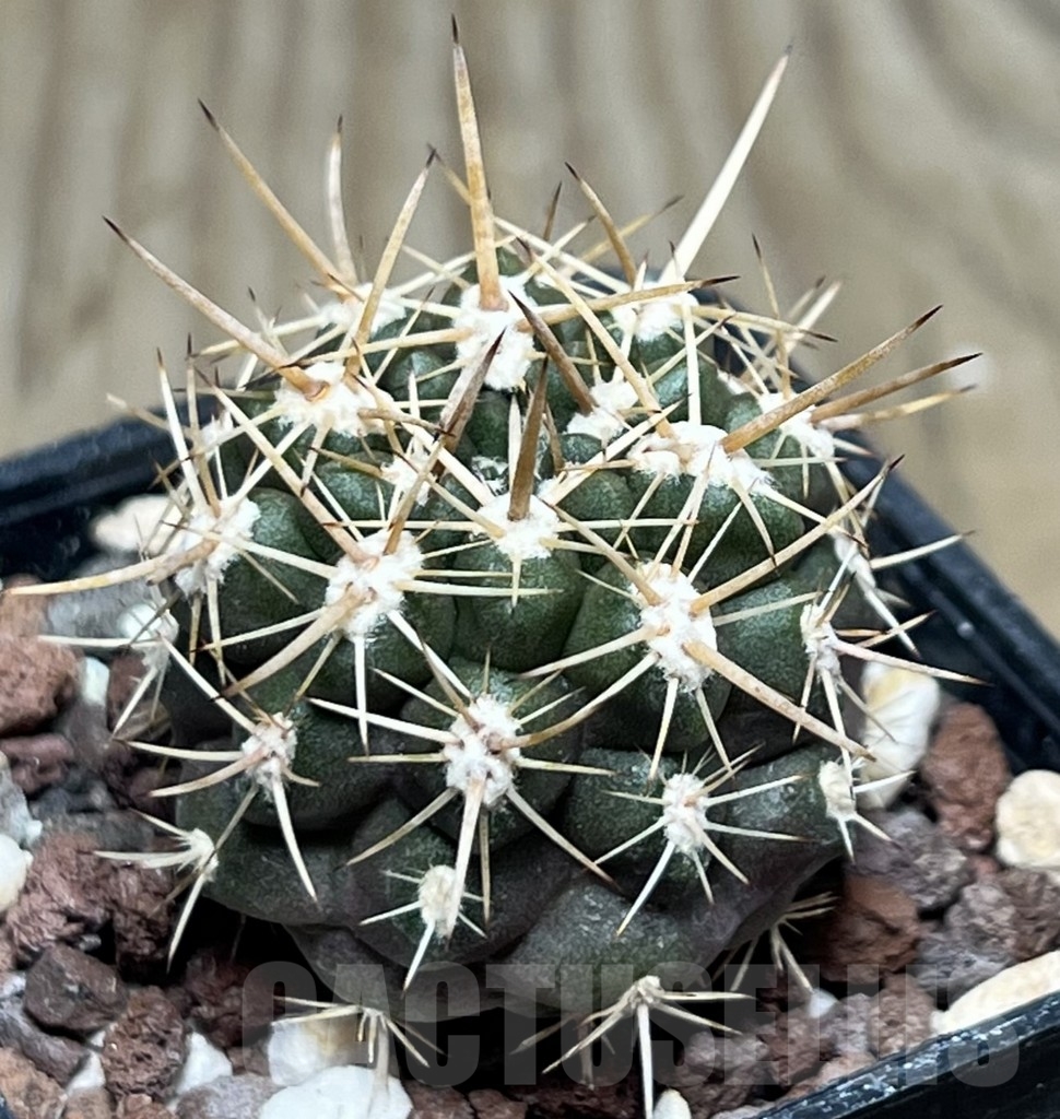 SHPR18932 Neoporteria curvispina v. andicola f. mollensis
