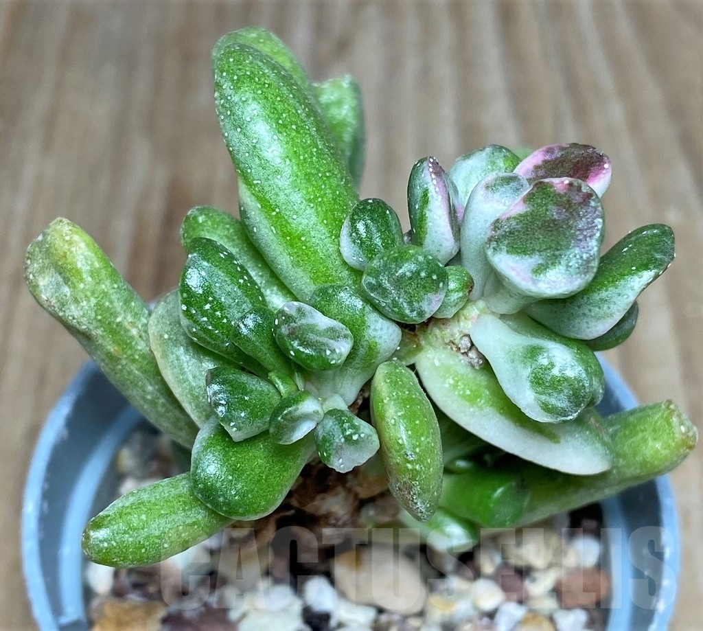 SHPR18270 Crassula ovata 'Gollum' f. variegata