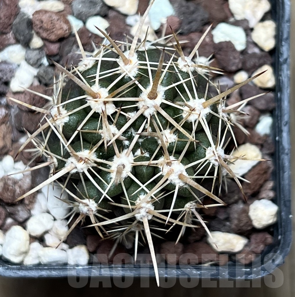 SHPR18932 Neoporteria curvispina v. andicola f. mollensis - Image 2