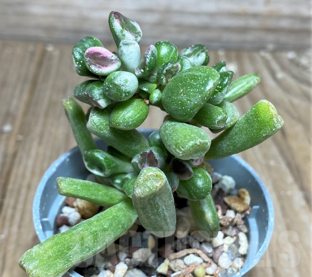 SHPR18270 Crassula ovata 'Gollum' f. variegata - Obrázek 2