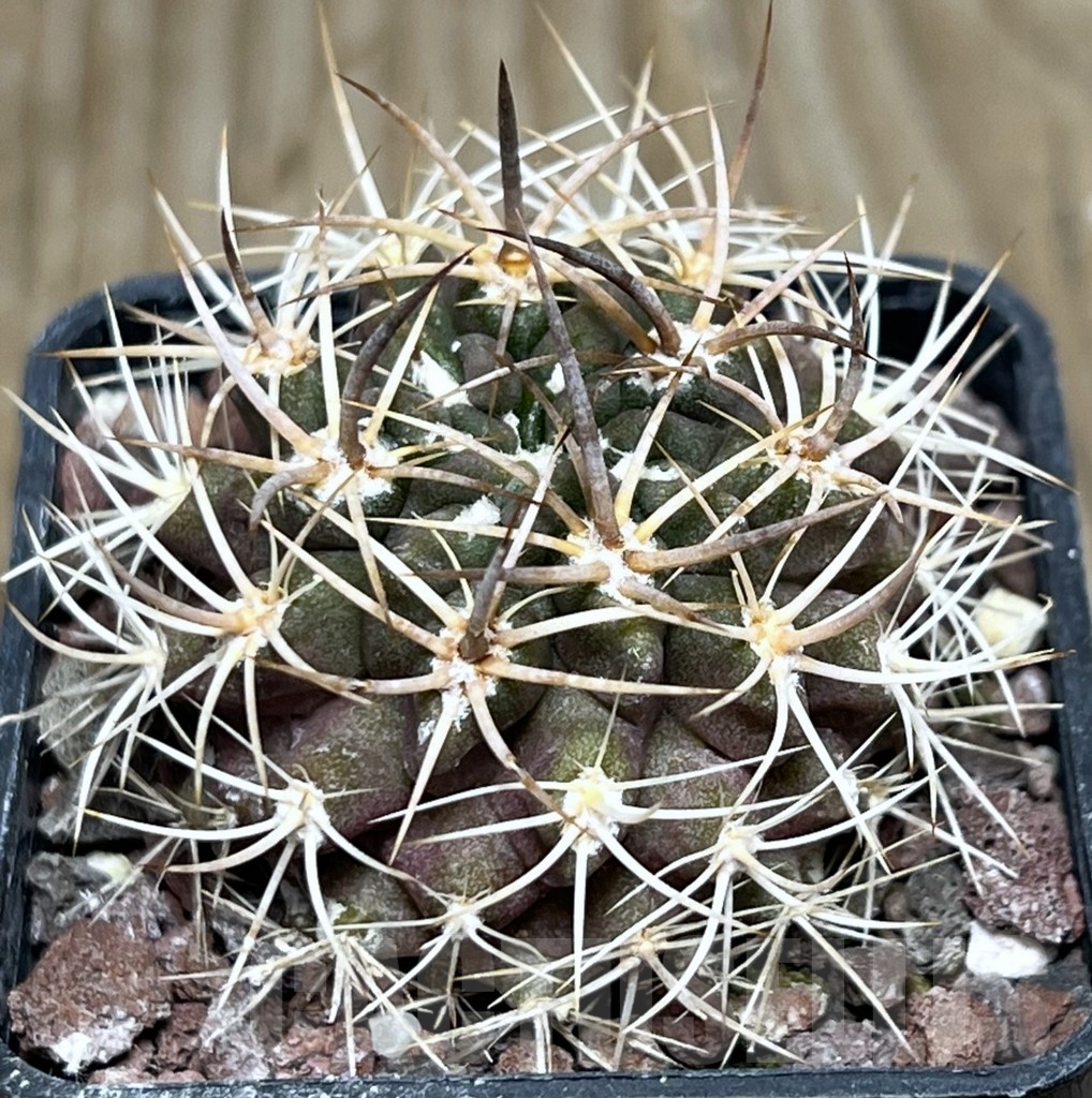 SHPR18934 Neoporteria eriosyzoides
