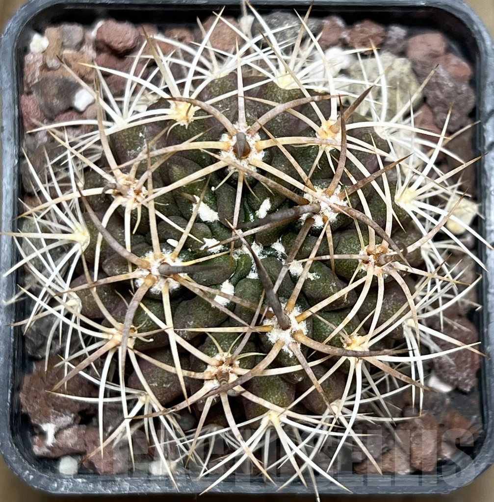 SHPR18934 Neoporteria eriosyzoides - Image 2