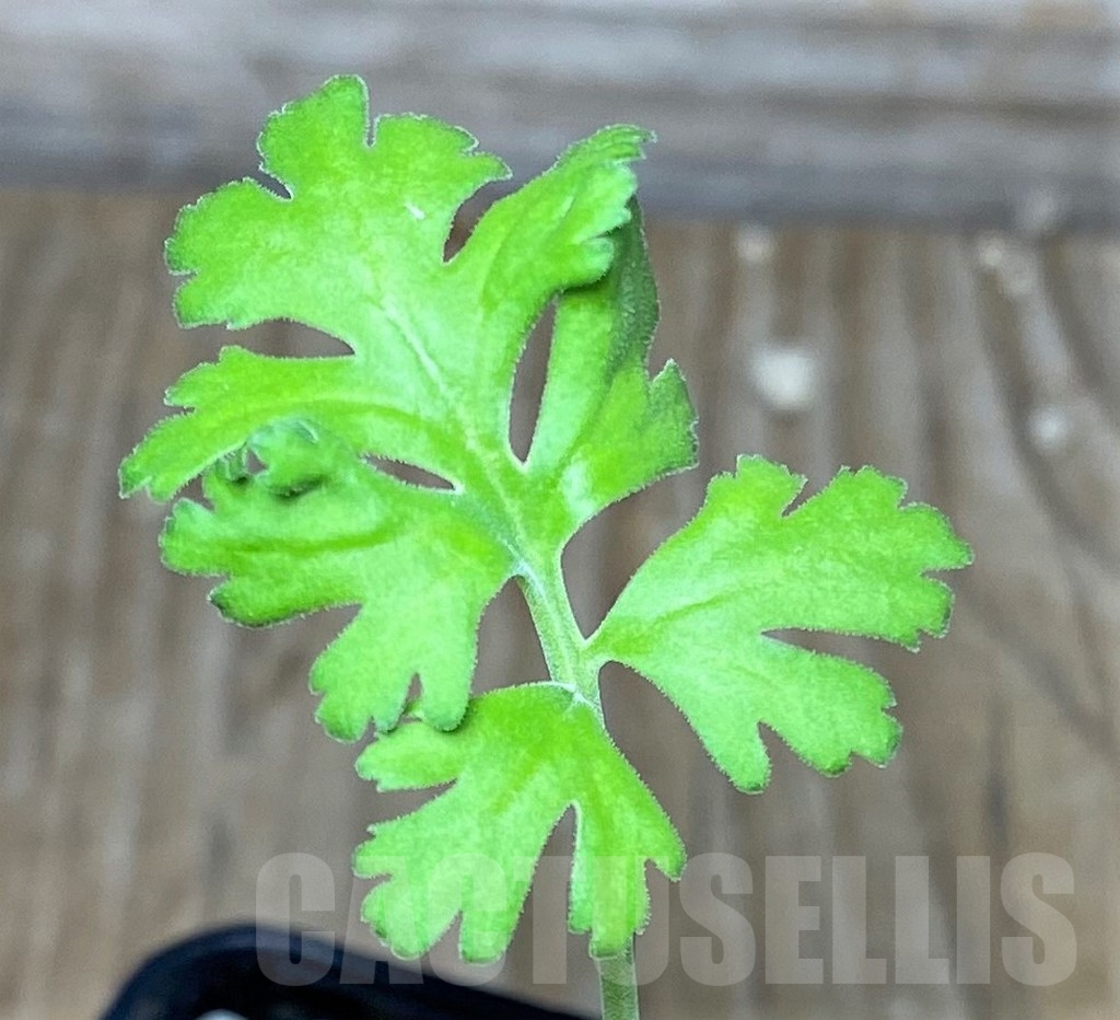 SHPR18272 Pelargonium crithmifolium