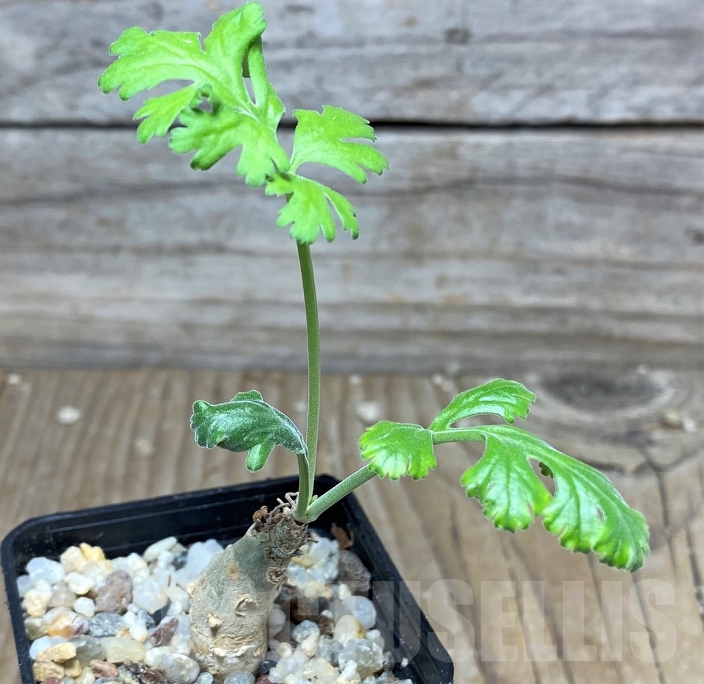 SHPR18272 Pelargonium crithmifolium - Зображення 2