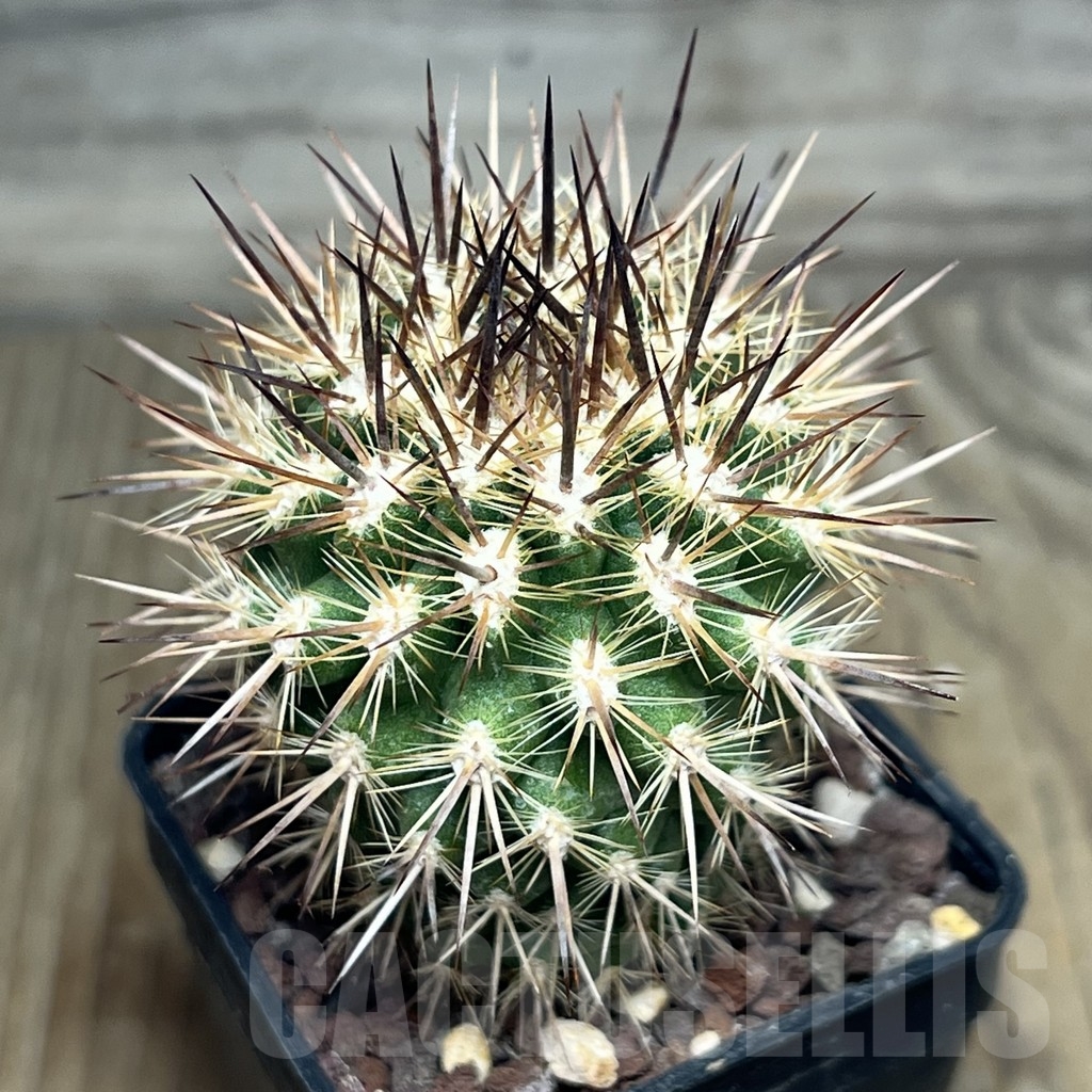 SHPR18935 Neoporteria subgibbosa