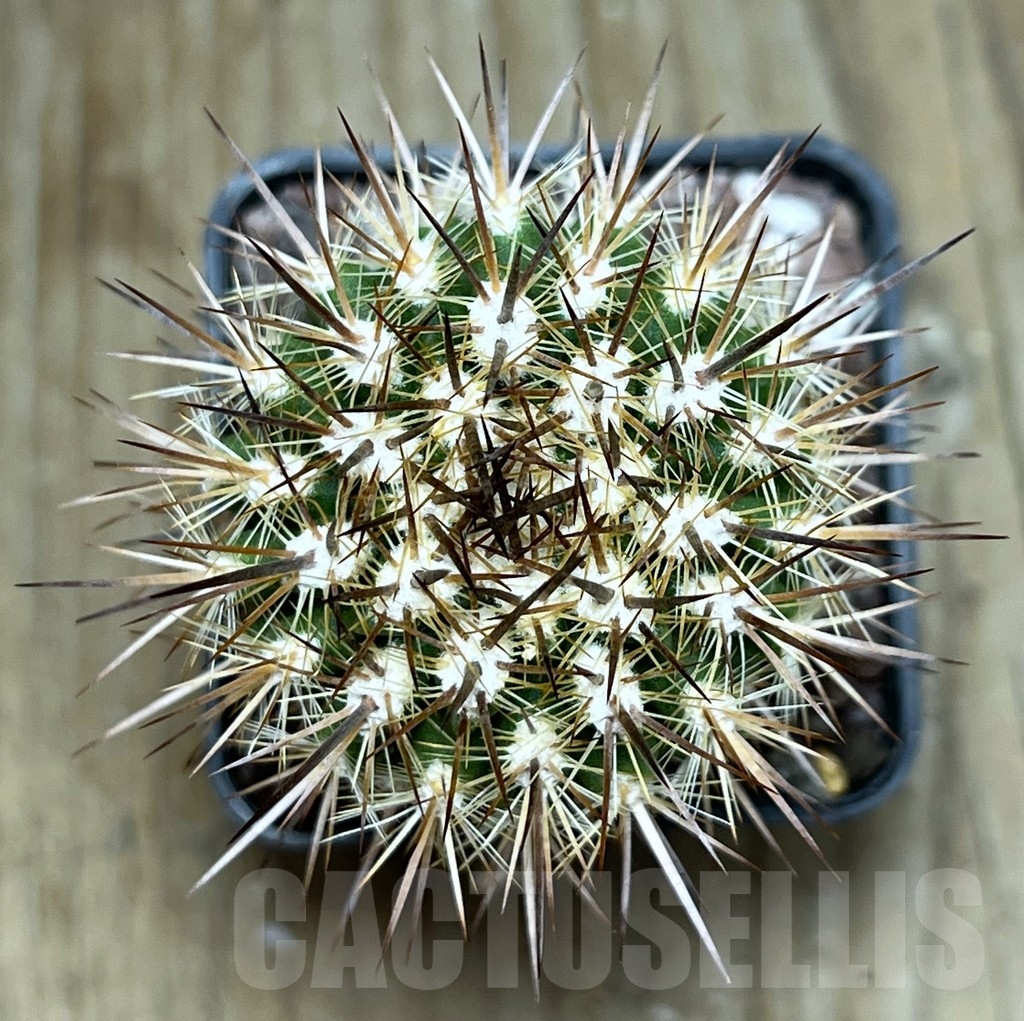 SHPR18935 Neoporteria subgibbosa - Image 2