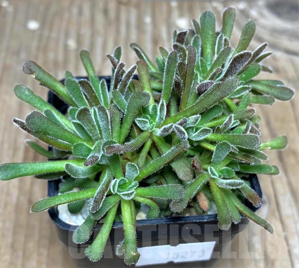 SHPR18273 Crassula pubescens – Image 2