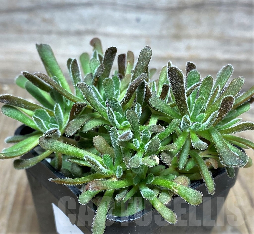 SHPR18273 Crassula pubescens – Image 3