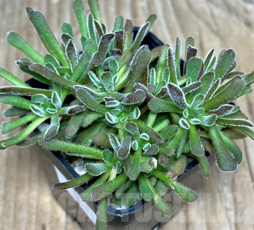 SHPR18273 Crassula pubescens