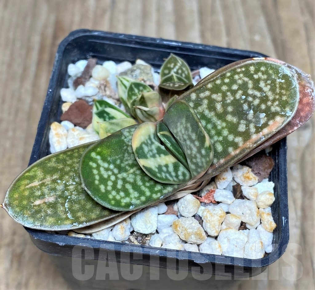 SHPR18274 Gasteria maculata f. variegata – Image 2