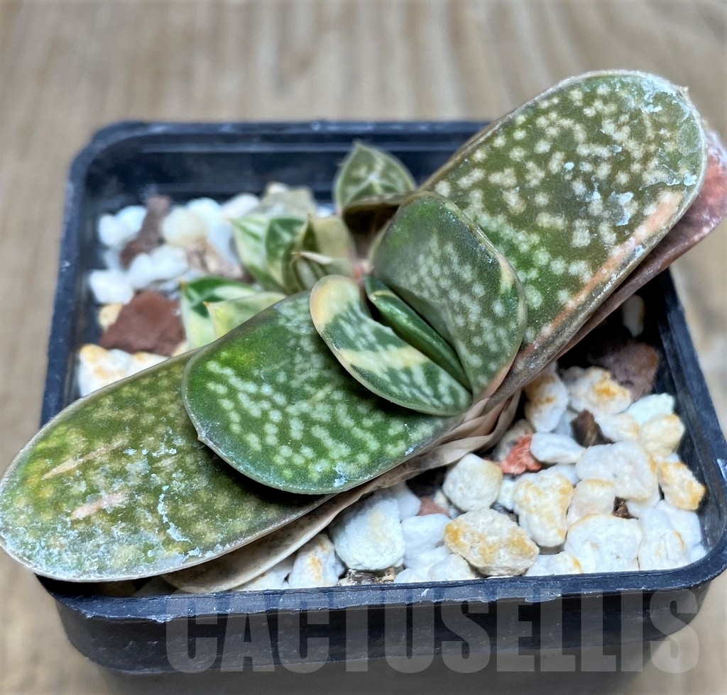 SHPR18274 Gasteria maculata f. variegata