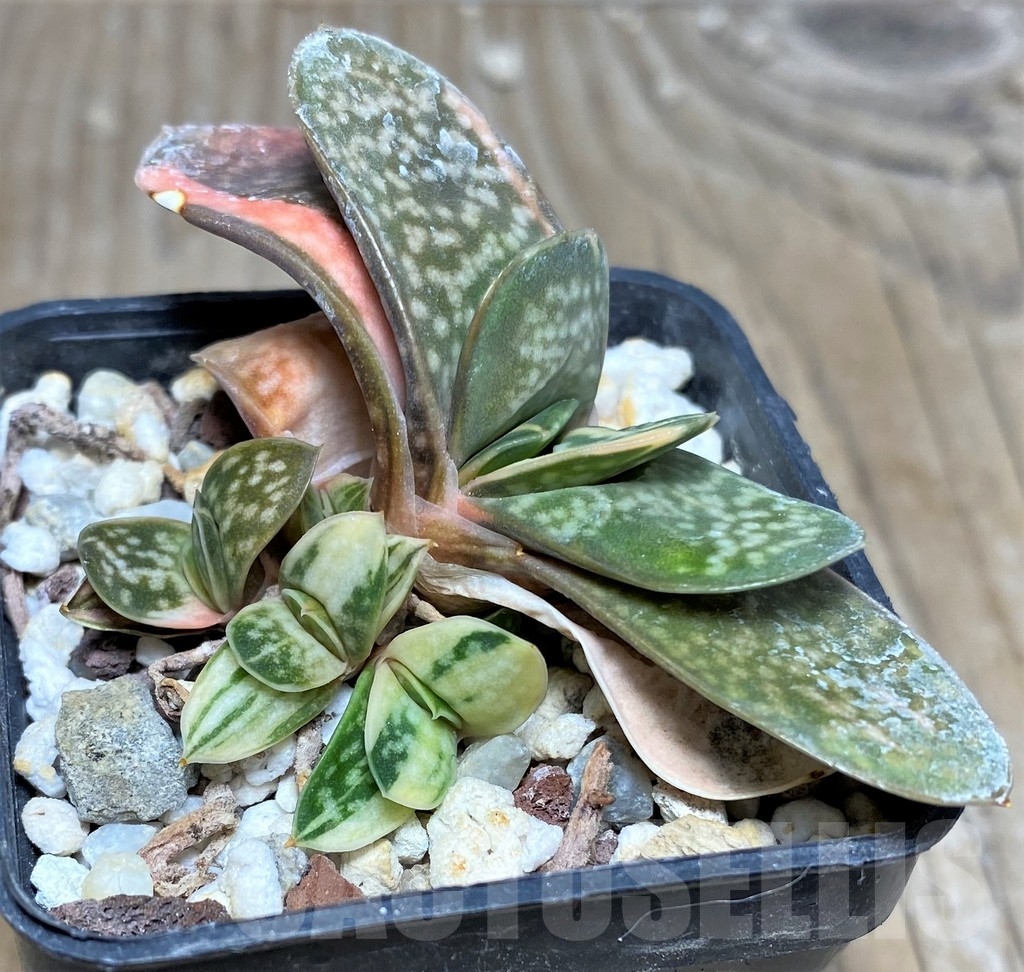 SHPR18274 Gasteria maculata f. variegata – Image 3