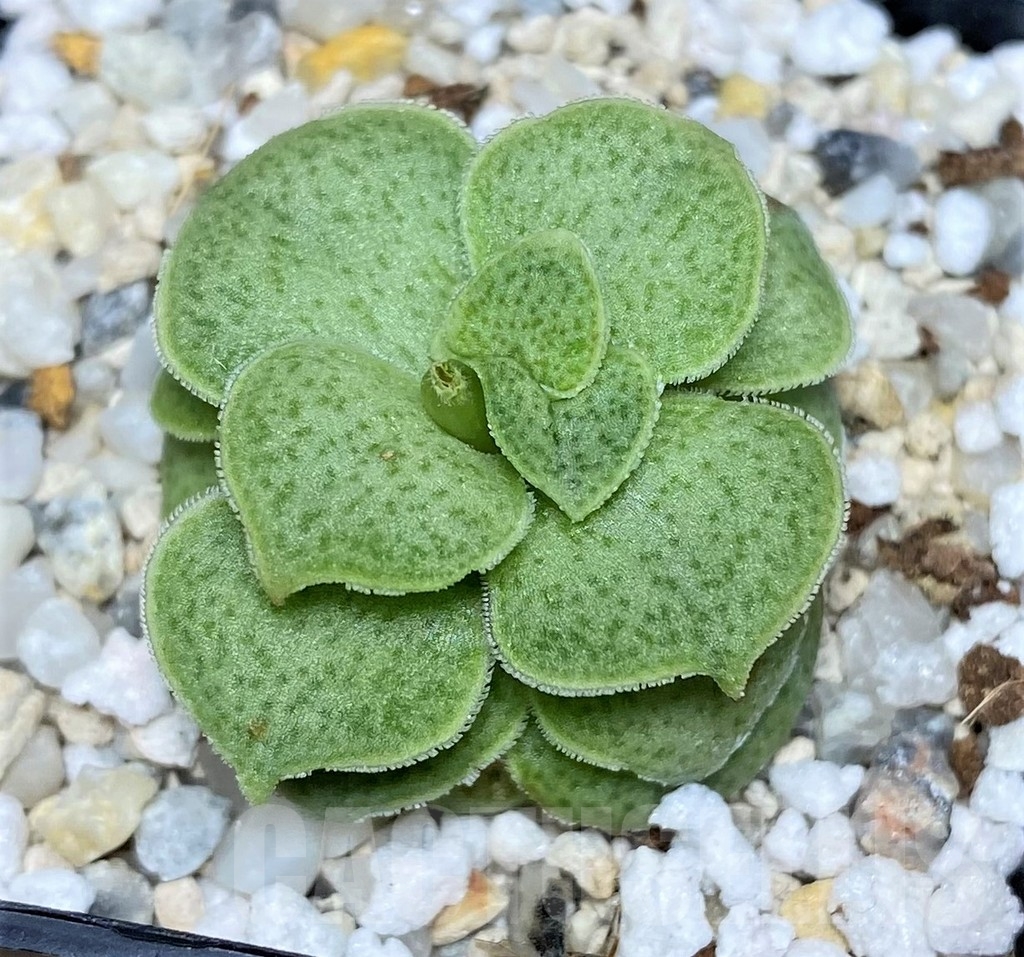SHPR18276 Crassula hemisphaerica hybrid – Image 2