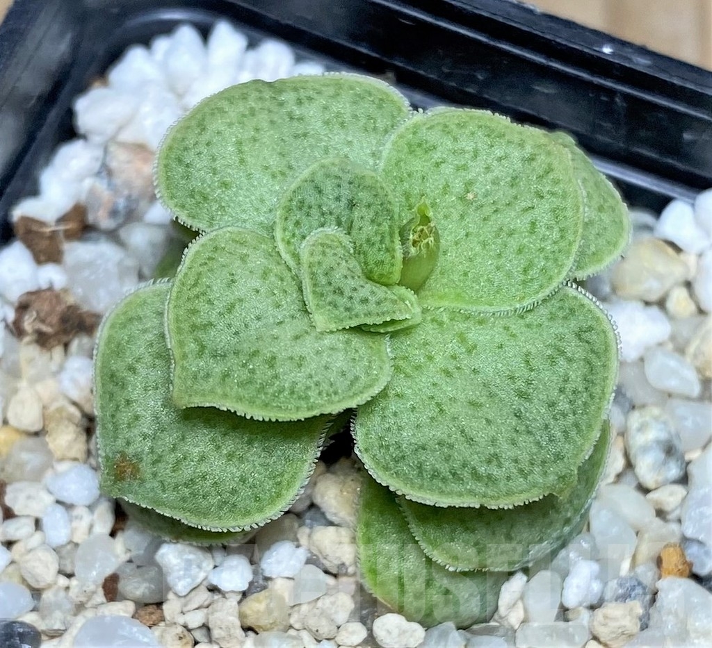 SHPR18276 Crassula hemisphaerica hybrid