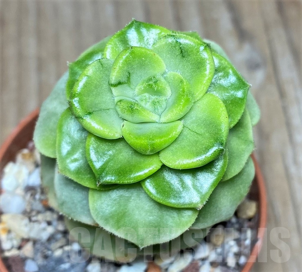 SHPR18277 Sedeveria 'Letizia' f. variegata