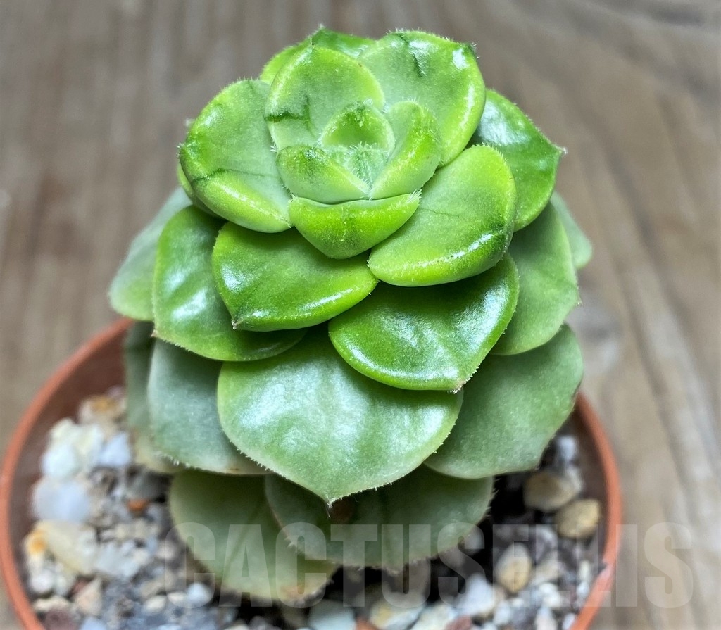 SHPR18277 Sedeveria 'Letizia' f. variegata – Image 2