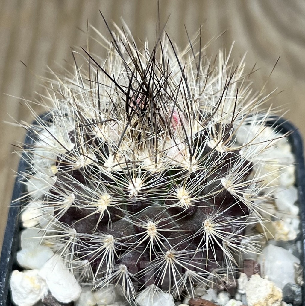 SHPR18942 Neoporteria villosa Кактус онлайн