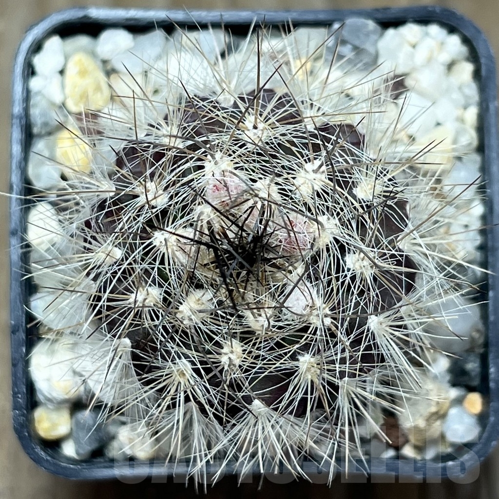 SHPR18942 Neoporteria villosa - Зображення 2