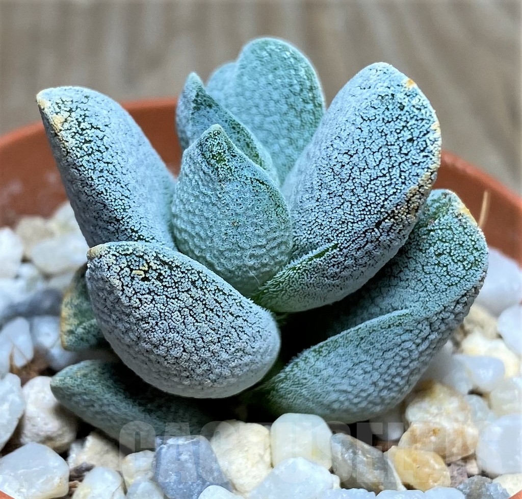 SHPR18278 Crassula tecta