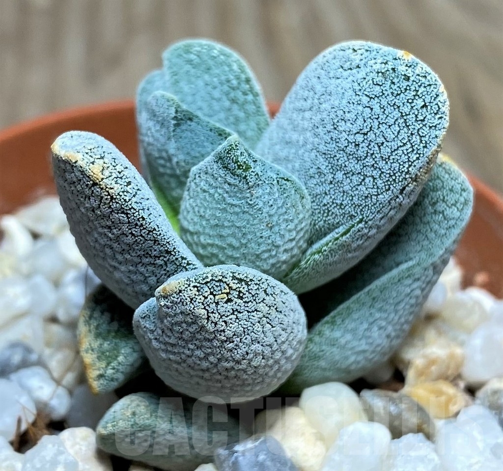 SHPR18278 Crassula tecta – Image 2
