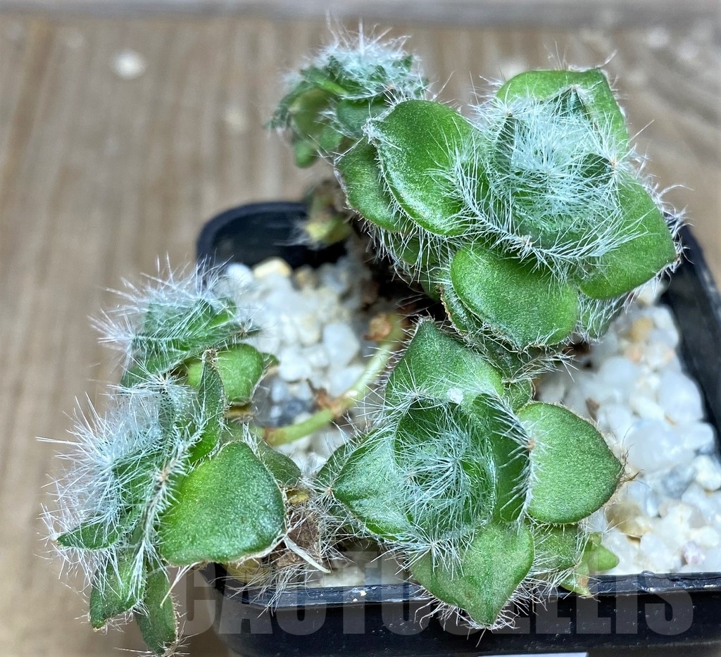 SHPR18279 Crassula barbata – Image 2